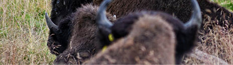 A group of bison are standing in a field with a bird perched on one of them. AI generated content